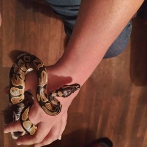 Meet your Posher, Lisa